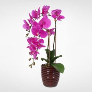 Purple Phalaenopsis