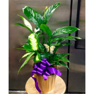 Peace Lily Small