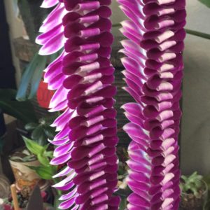Lei in Double Purple