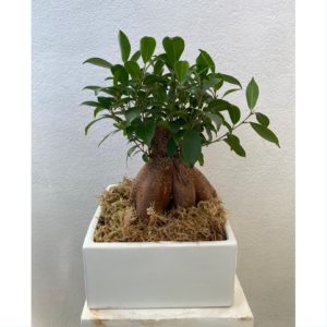 Ponytail Bonsai