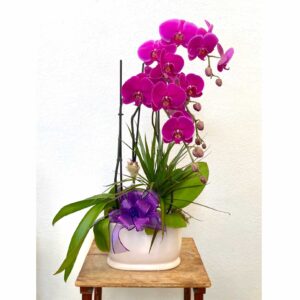 Purple Orchid