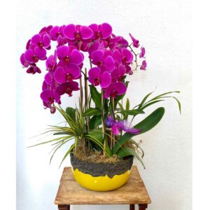 Double Purple Orchid